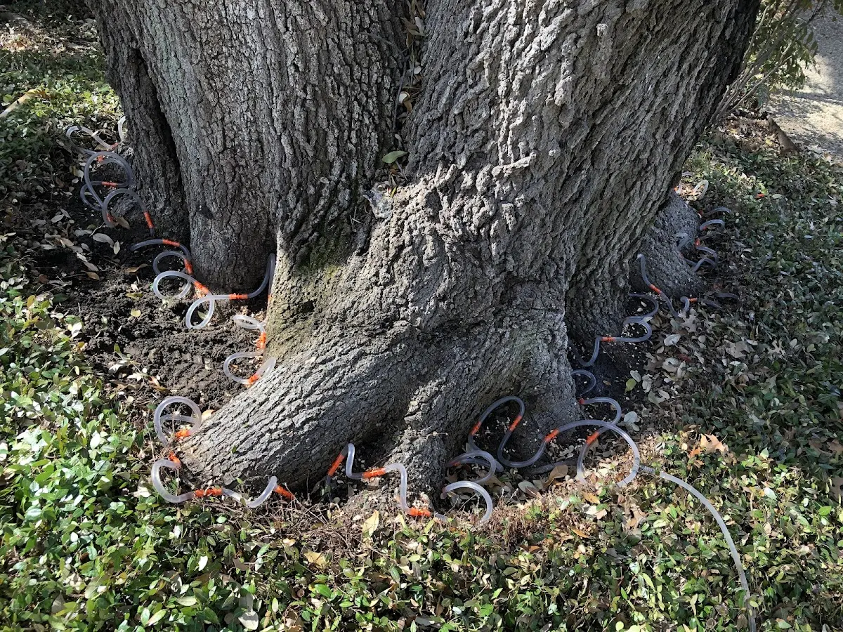 Detailed Tree Cabling and Bracing job site in Eastport