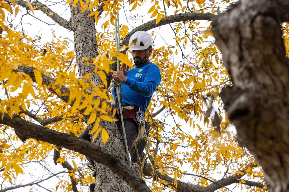 Skilled Storm Damage Cleanup crew working in Eastport